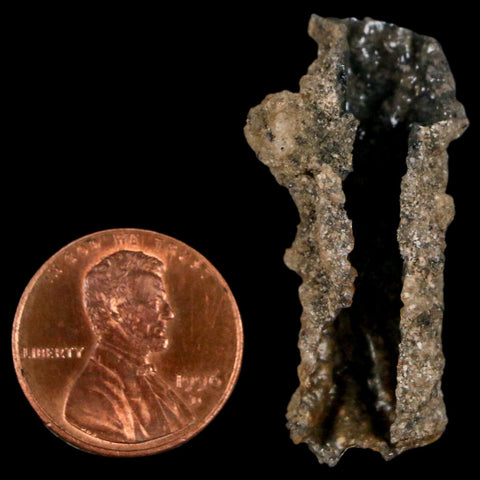 1.5" Fulgurite Petrified Lighting Strike Glass Sahara Desert Algeria - Fossil Age Minerals