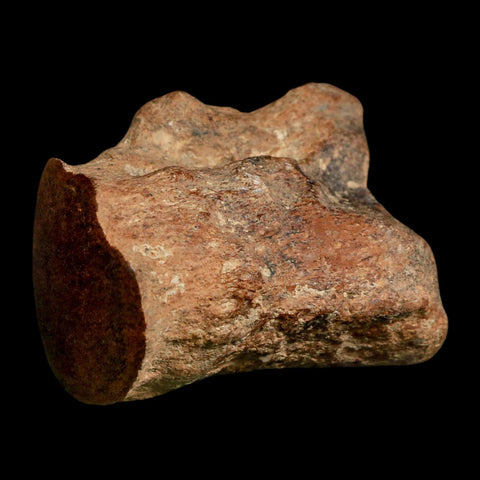 2.8" Mosasaur Fossil Polished Vertebrae Cretaceous Dinosaur Era TX Ozan FM COA, Stand - Fossil Age Minerals