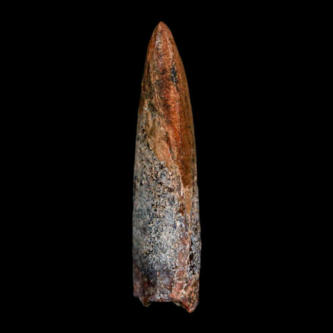 1.4" Carcharodontosaurus Fossil Tooth Cretaceous Dinosaur Morocco COA, Display - Fossil Age Minerals