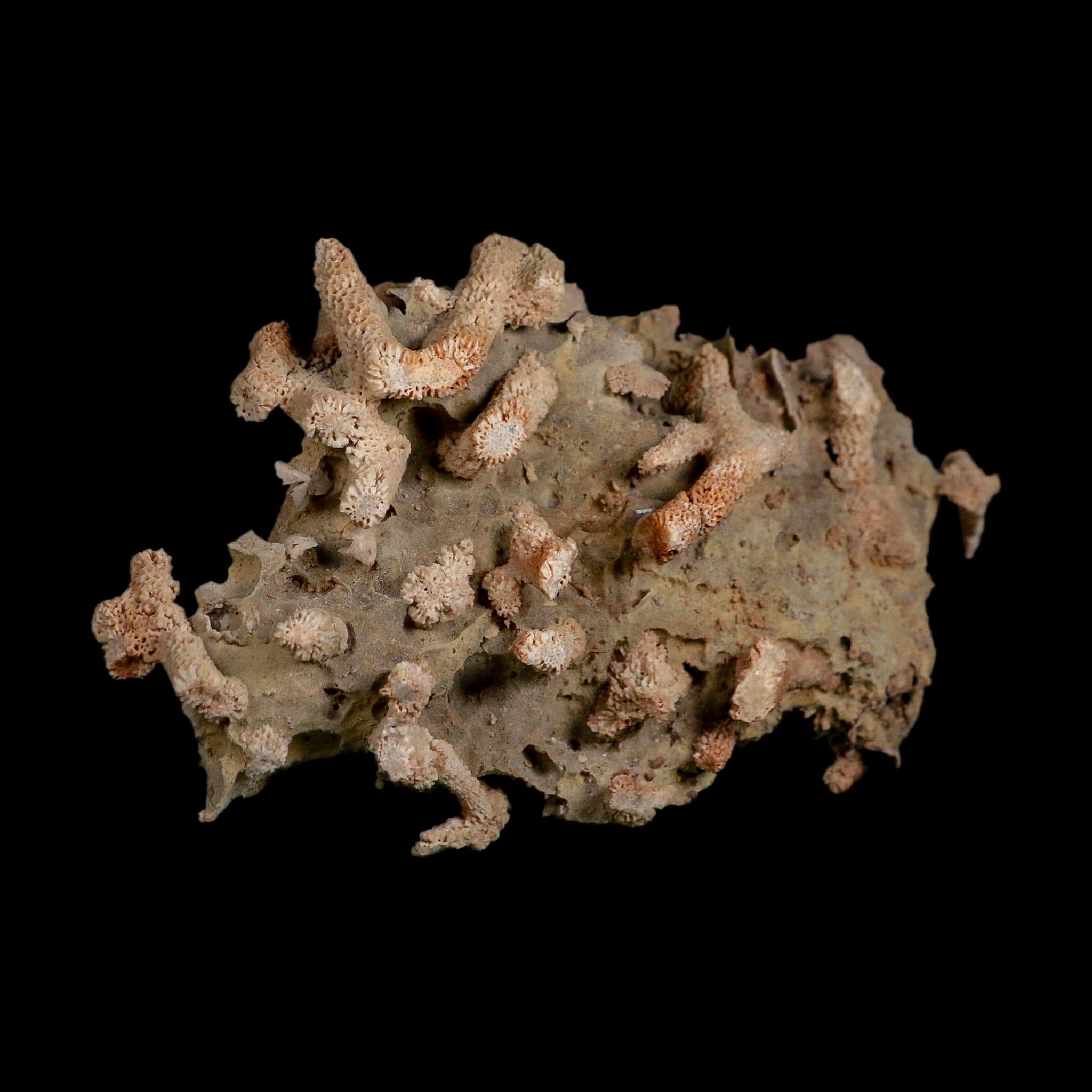 5.7" Thamnopora SP Coral Fossil Coral Reef Devonian Age Verde Valley, Arizona