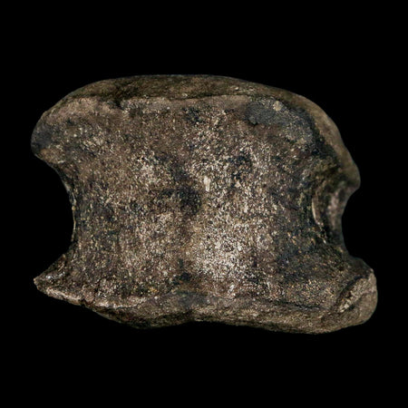 1.7" Hypacrosaurus Dinosaur Fossil Vertebrae Two Medicine FM Montana COA