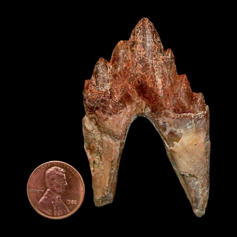 2.6" Basilosaurus Tooth Rooted Prehistoric Whale 34 Mil Yrs Old Late Eocene COA - Fossil Age Minerals