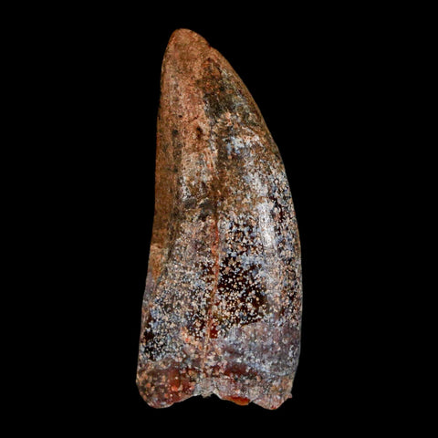 1.4" Carcharodontosaurus Fossil Tooth Cretaceous Dinosaur Morocco COA, Display - Fossil Age Minerals