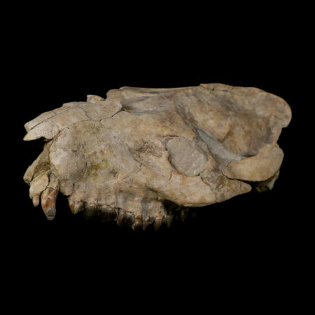 5.6" Oreodont Merycoidodon Fossil Skull Teeth Oligocene Age Badlands Nebraska COA