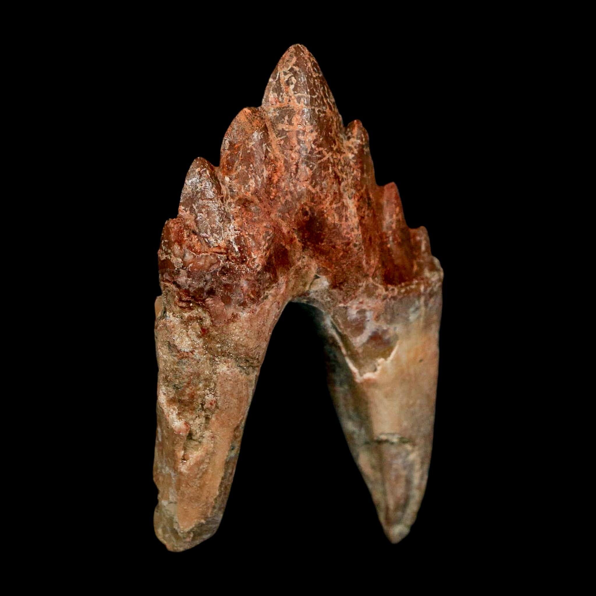 2.6" Basilosaurus Tooth Rooted Prehistoric Whale 34 Mil Yrs Old Late Eocene COA - Fossil Age Minerals