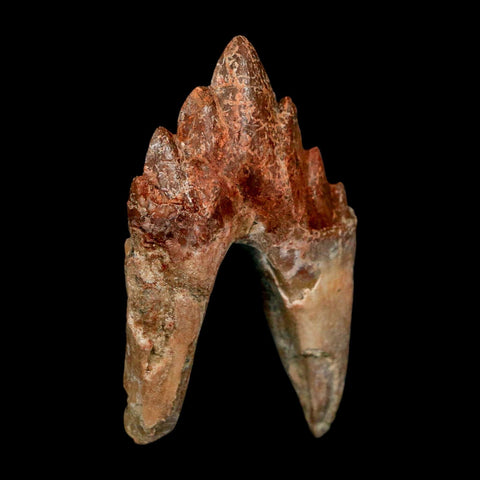 2.6" Basilosaurus Tooth Rooted Prehistoric Whale 34 Mil Yrs Old Late Eocene COA - Fossil Age Minerals