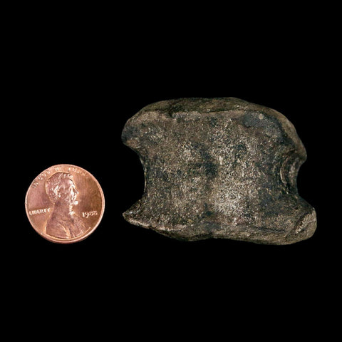 1.7" Hypacrosaurus Dinosaur Fossil Vertebrae Two Medicine FM Montana COA