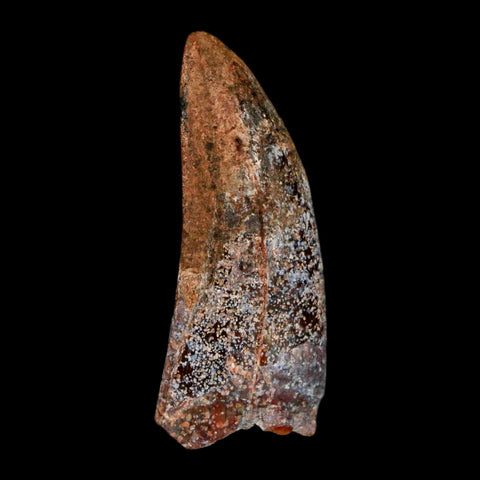 1.4" Carcharodontosaurus Fossil Tooth Cretaceous Dinosaur Morocco COA, Display - Fossil Age Minerals