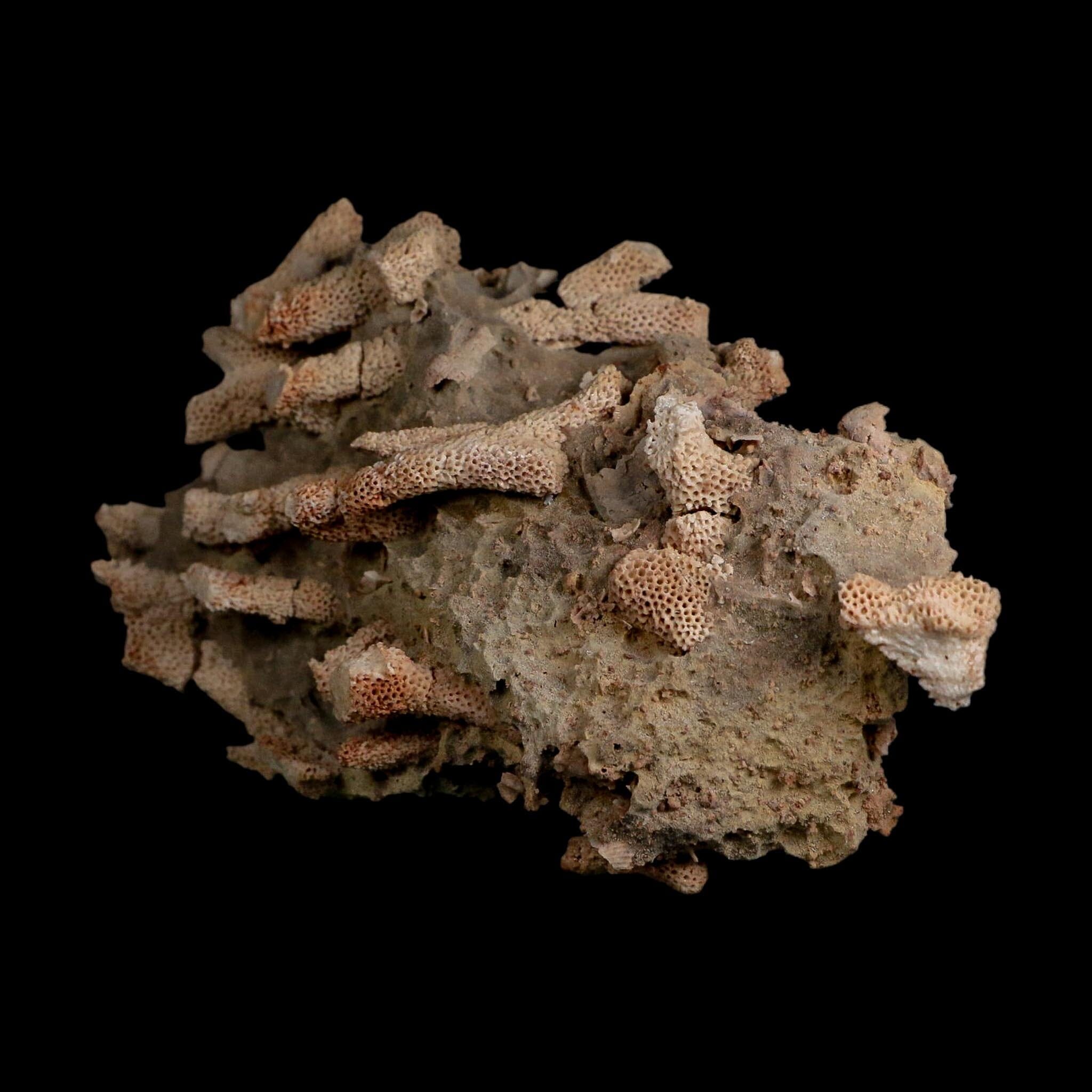 5.7" Thamnopora SP Coral Fossil Coral Reef Devonian Age Verde Valley, Arizona