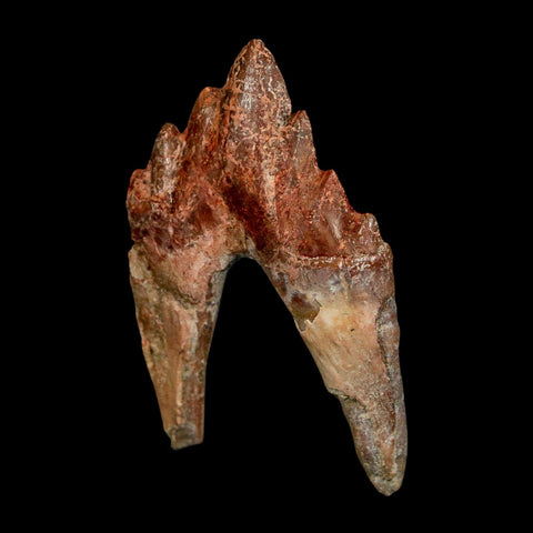 2.6" Basilosaurus Tooth Rooted Prehistoric Whale 34 Mil Yrs Old Late Eocene COA - Fossil Age Minerals