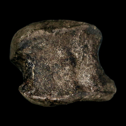 1.7" Hypacrosaurus Dinosaur Fossil Vertebrae Two Medicine FM Montana COA