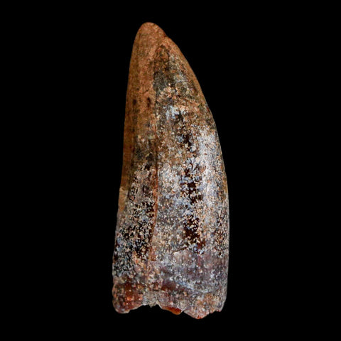 1.4" Carcharodontosaurus Fossil Tooth Cretaceous Dinosaur Morocco COA, Display - Fossil Age Minerals