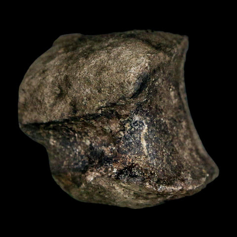 1.7" Hypacrosaurus Dinosaur Fossil Vertebrae Two Medicine FM Montana COA