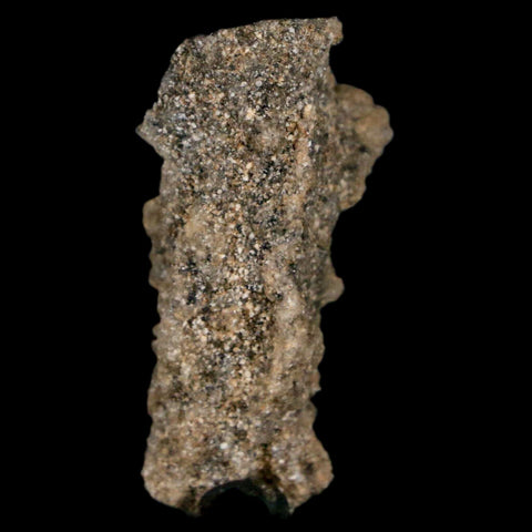 1.5" Fulgurite Petrified Lighting Strike Glass Sahara Desert Algeria - Fossil Age Minerals