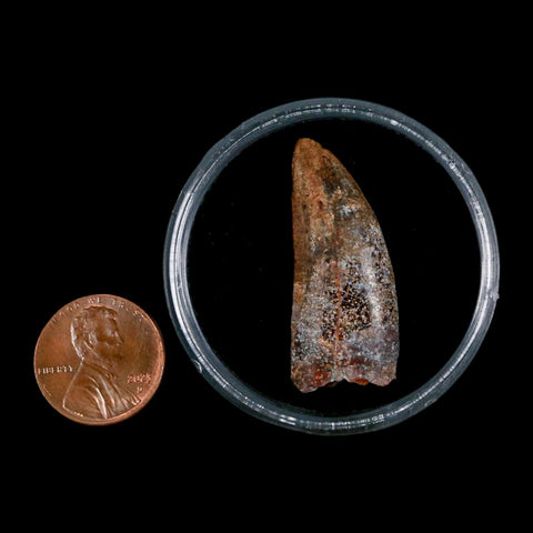 1.4" Carcharodontosaurus Fossil Tooth Cretaceous Dinosaur Morocco COA, Display - Fossil Age Minerals