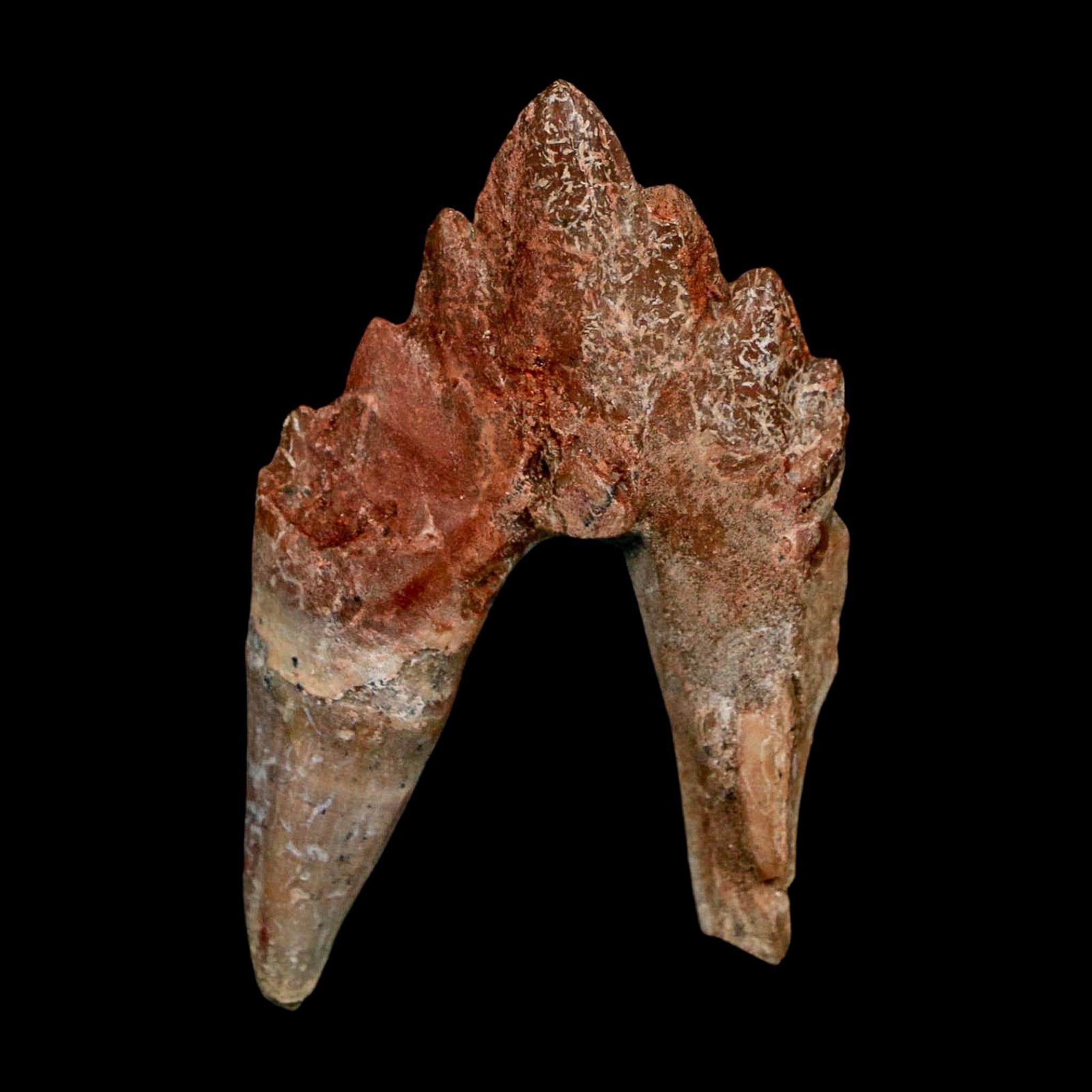 2.6" Basilosaurus Tooth Rooted Prehistoric Whale 34 Mil Yrs Old Late Eocene COA - Fossil Age Minerals