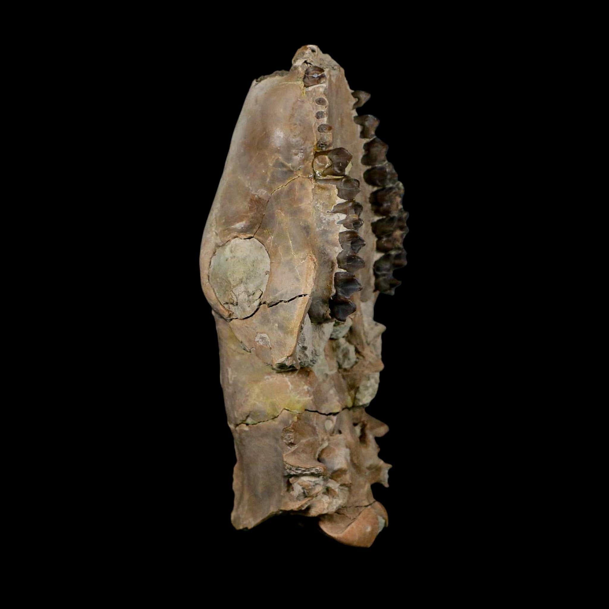 4.7" Oreodont Merycoidodon Fossil Skull Teeth Oligocene Age Badlands Nebraska COA - Fossil Age Minerals