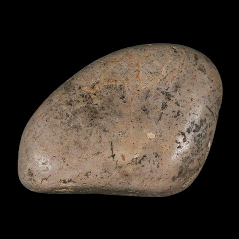 2.2" Sauropod Dinosaur Stomach Stone Gastrolith Rock Gizzard Stone COA - Fossil Age Minerals