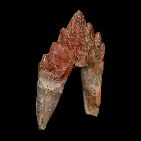 2.6" Basilosaurus Tooth Rooted Prehistoric Whale 34 Mil Yrs Old Late Eocene COA - Fossil Age Minerals