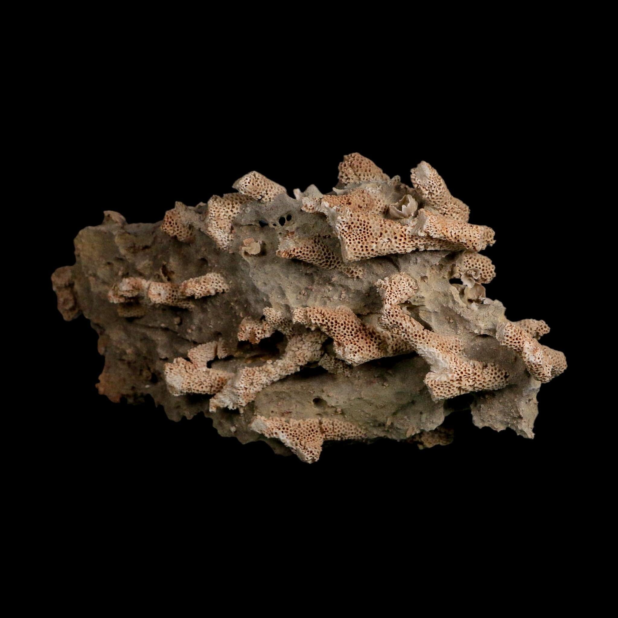 5.7" Thamnopora SP Coral Fossil Coral Reef Devonian Age Verde Valley, Arizona