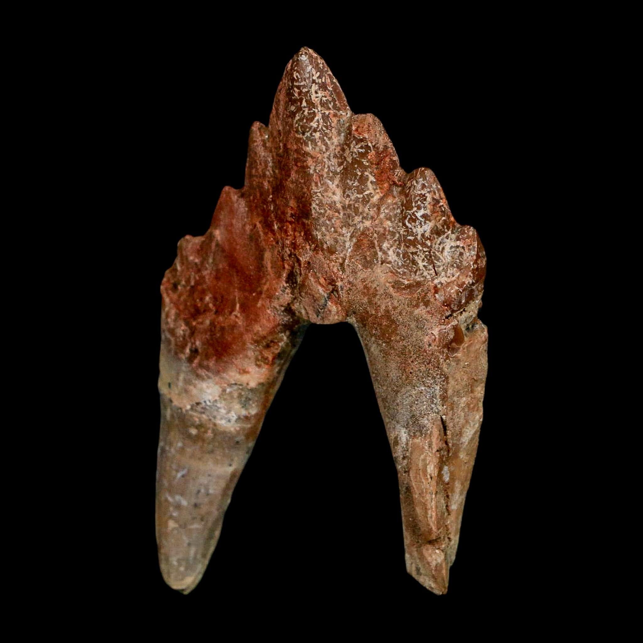2.6" Basilosaurus Tooth Rooted Prehistoric Whale 34 Mil Yrs Old Late Eocene COA - Fossil Age Minerals