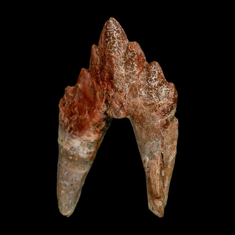 2.6" Basilosaurus Tooth Rooted Prehistoric Whale 34 Mil Yrs Old Late Eocene COA - Fossil Age Minerals