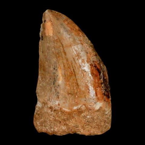 1.2" Carcharodontosaurus Fossil Tooth Cretaceous Dinosaur Morocco COA, Display - Fossil Age Minerals