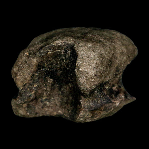 1.7" Hypacrosaurus Dinosaur Fossil Vertebrae Two Medicine FM Montana COA