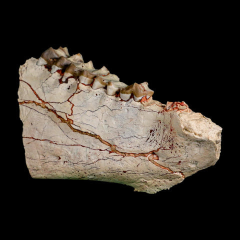 4.5" Oreodont Merycoidodon Fossil Jaw Teeth Oligocene Age Badlands SD COA Stand - Fossil Age Minerals