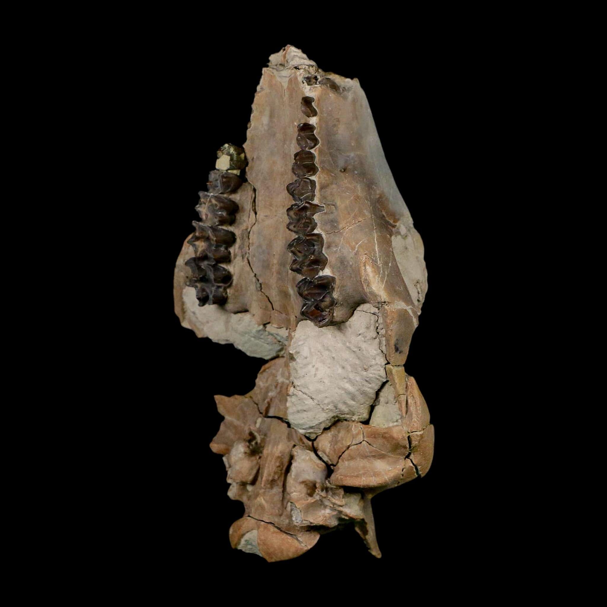 4.7" Oreodont Merycoidodon Fossil Skull Teeth Oligocene Age Badlands Nebraska COA - Fossil Age Minerals