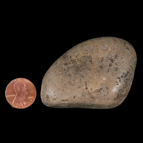 2.2" Sauropod Dinosaur Stomach Stone Gastrolith Rock Gizzard Stone COA - Fossil Age Minerals