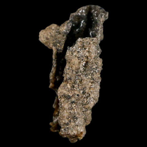 1.5" Fulgurite Petrified Lighting Strike Glass Sahara Desert Algeria - Fossil Age Minerals
