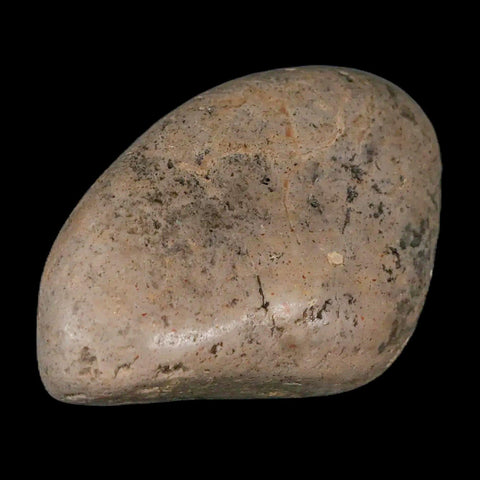 2.2" Sauropod Dinosaur Stomach Stone Gastrolith Rock Gizzard Stone COA - Fossil Age Minerals