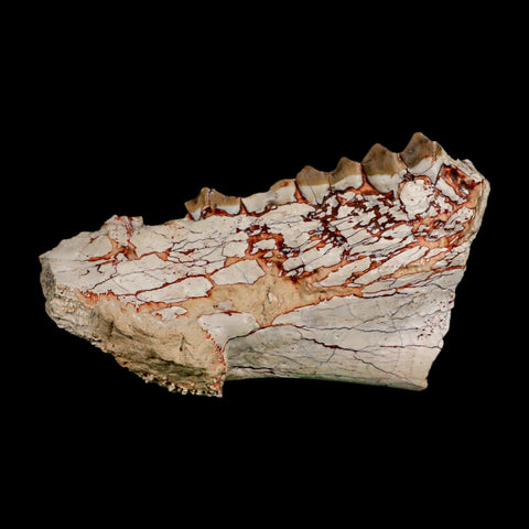 4.5" Oreodont Merycoidodon Fossil Jaw Teeth Oligocene Age Badlands SD COA Stand - Fossil Age Minerals