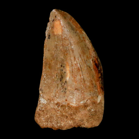 1.2" Carcharodontosaurus Fossil Tooth Cretaceous Dinosaur Morocco COA, Display - Fossil Age Minerals