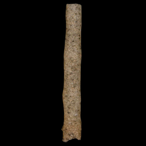 2" Fulgurite Petrified Lighting Strike Glass Sahara Desert Algeria - Fossil Age Minerals