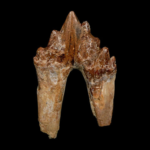 2.8" Basilosaurus Tooth Rooted Prehistoric Whale 34 Mil Yrs Old Late Eocene COA - Fossil Age Minerals