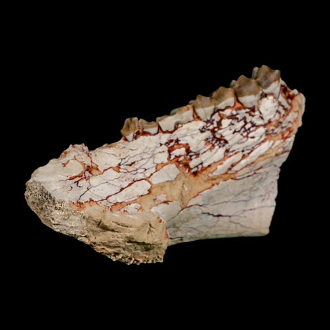 4.5" Oreodont Merycoidodon Fossil Jaw Teeth Oligocene Age Badlands SD COA Stand - Fossil Age Minerals