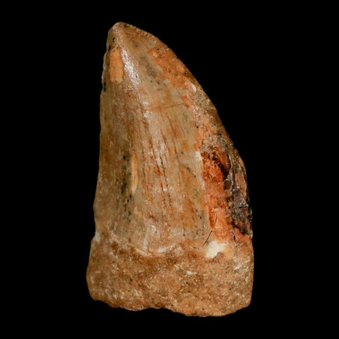 1.2" Carcharodontosaurus Fossil Tooth Cretaceous Dinosaur Morocco COA, Display - Fossil Age Minerals
