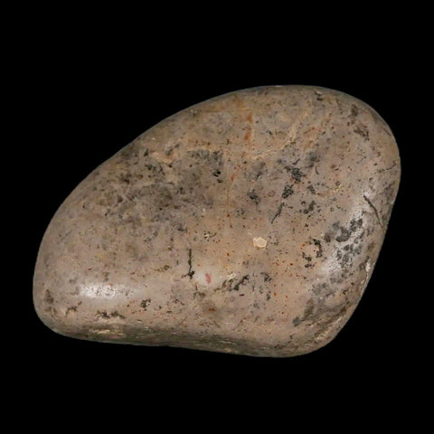 2.2" Sauropod Dinosaur Stomach Stone Gastrolith Rock Gizzard Stone COA - Fossil Age Minerals