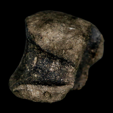 1.7" Hypacrosaurus Dinosaur Fossil Vertebrae Two Medicine FM Montana COA