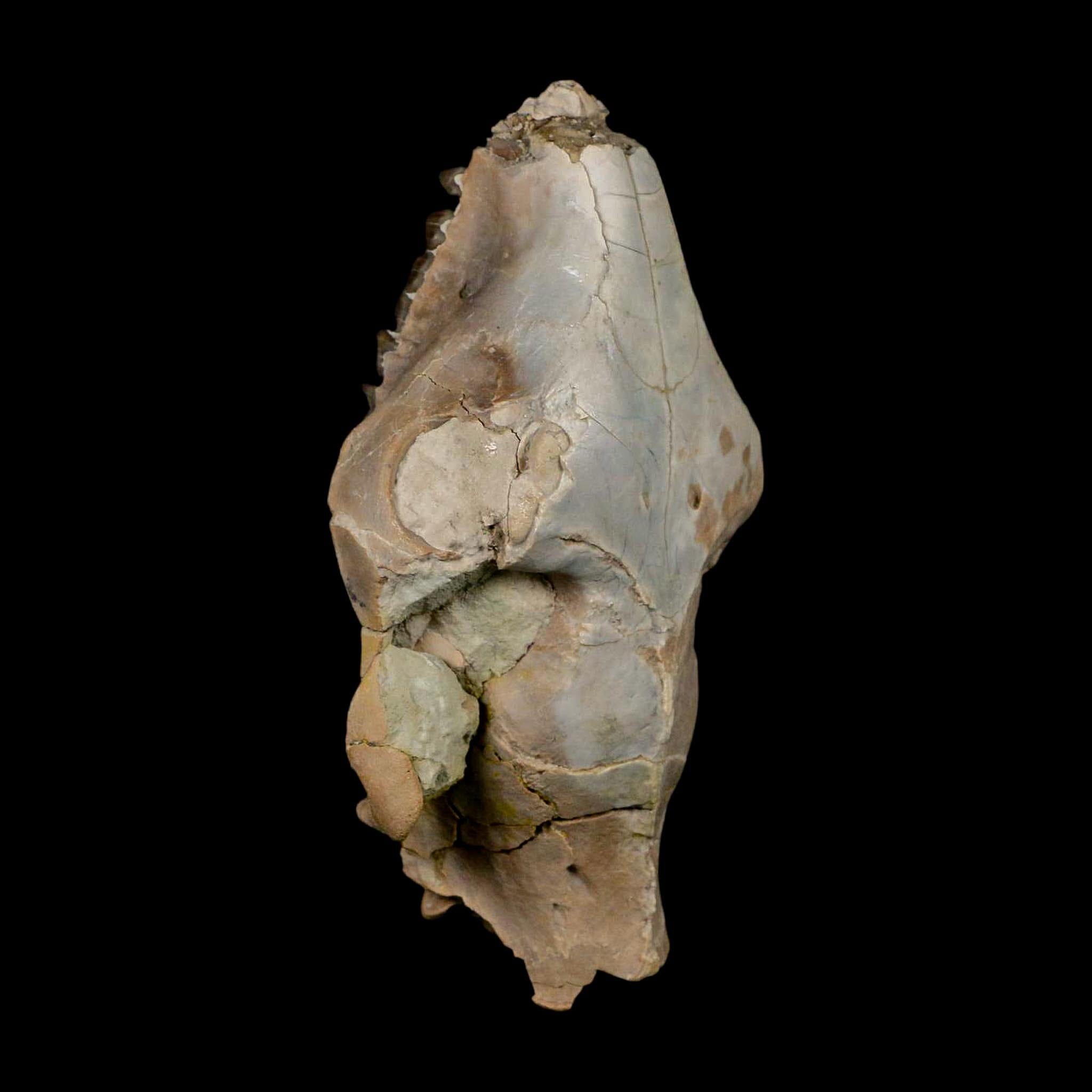 4.7" Oreodont Merycoidodon Fossil Skull Teeth Oligocene Age Badlands Nebraska COA - Fossil Age Minerals