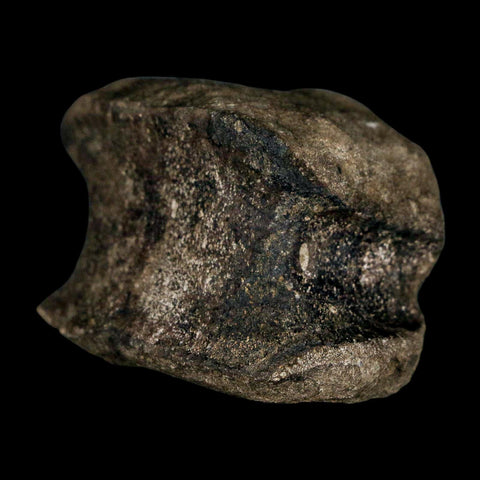 1.7" Hypacrosaurus Dinosaur Fossil Vertebrae Two Medicine FM Montana COA