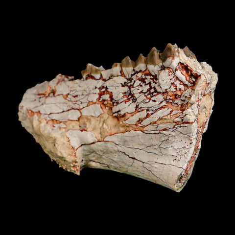 4.5" Oreodont Merycoidodon Fossil Jaw Teeth Oligocene Age Badlands SD COA Stand - Fossil Age Minerals