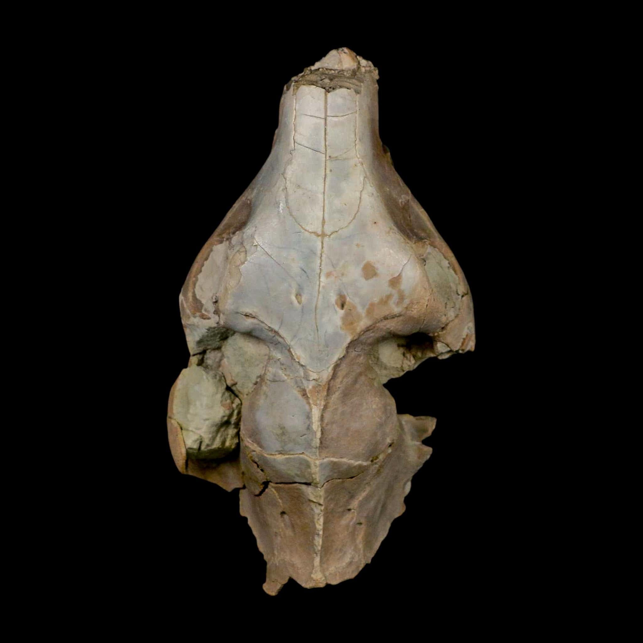 4.7" Oreodont Merycoidodon Fossil Skull Teeth Oligocene Age Badlands Nebraska COA - Fossil Age Minerals