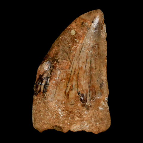 1.2" Carcharodontosaurus Fossil Tooth Cretaceous Dinosaur Morocco COA, Display - Fossil Age Minerals