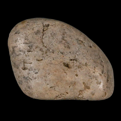 2.2" Sauropod Dinosaur Stomach Stone Gastrolith Rock Gizzard Stone COA - Fossil Age Minerals