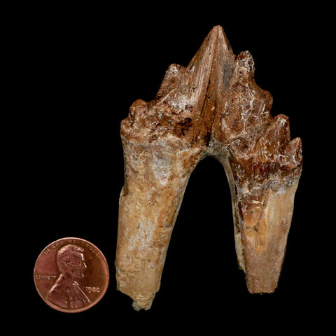 2.8" Basilosaurus Tooth Rooted Prehistoric Whale 34 Mil Yrs Old Late Eocene COA - Fossil Age Minerals