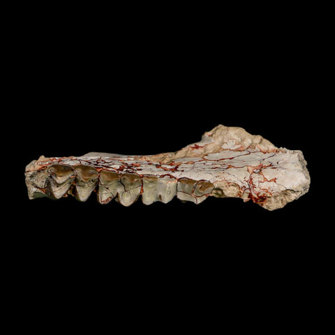 4.5" Oreodont Merycoidodon Fossil Jaw Teeth Oligocene Age Badlands SD COA Stand - Fossil Age Minerals