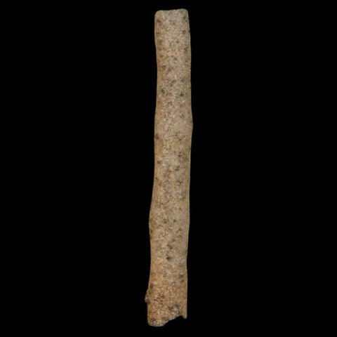 2" Fulgurite Petrified Lighting Strike Glass Sahara Desert Algeria - Fossil Age Minerals